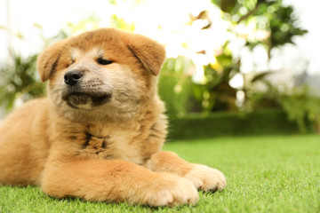 Cute Akita Inu puppy on green grass outdoors. Baby animal