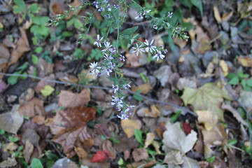 small flowers in the forest