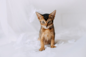 abyssinian kitten posing with white feathers indoors