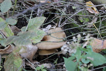 mushrooms in the forest