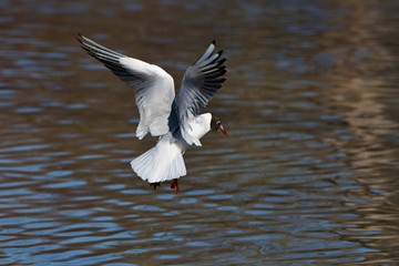 Black-headed gull (Chroicocephalus ridibundus) in danube lake, Slovakia, Europe