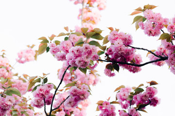 beautiful pink cherry blossoms on tree branches during flowering in the Botanical garden