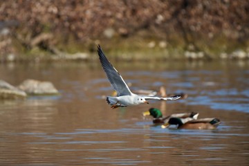 Black-headed gull (Chroicocephalus ridibundus) in danube lake, Slovakia, Europe