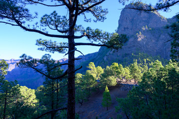 Scenic view on Caldera de Taburiente with green pine forest, ravines and rocky mountains near viewpoint Cumbrecita, La Palma, Canary islands, Spain