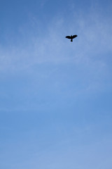 Bird in the sky. Flight, travel, blue sky. Vertical orientation