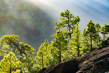 Scenic view on Caldera de Taburiente with green pine forest, ravines and rocky mountains near viewpoint Cumbrecita, La Palma, Canary islands, Spain
