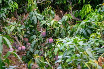 Eco farming on La Palma island, plantations with organic mango trees with sweet ripe mango fruits ready for harvest, Canary islands, Spain