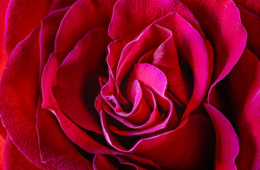 Naklejka premium Red rose close up fills the frame