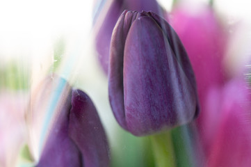Close up of purple tulips with blurred background from grocery store cellophane wrapper
