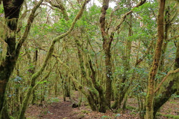 Obraz premium Evergreen rainforest in Garajonay national park