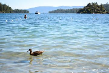 SOUTH LAKE TAHOE, CALIFORNIA, USA - AUGUST 21, 2019: Emerald Bay on Tahoe Lake