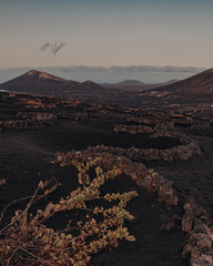 vineyard plantations on the island of Lanzarote