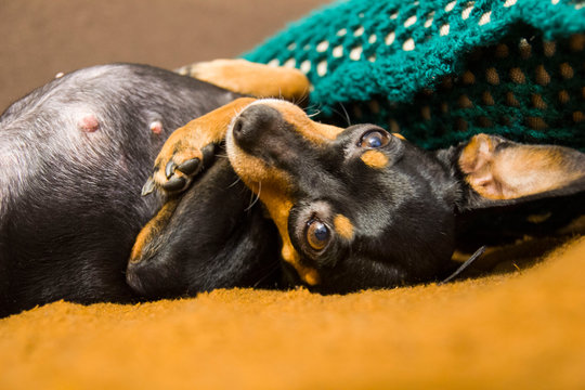 piesek pinczer miniaturowy leży na ł&oacute;żku