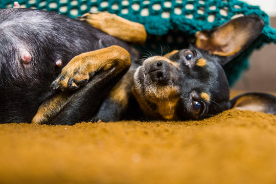 piesek pinczer miniaturowy leży na ł&oacute;żku