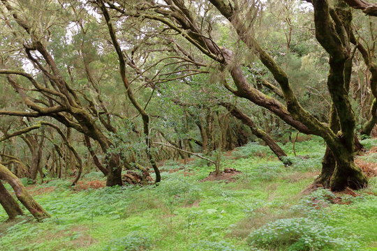 Evergreen Rainforest In Garajonay National Park