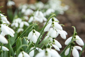 Beautiful snowdrops growing in garden, closeup. Spring flowers