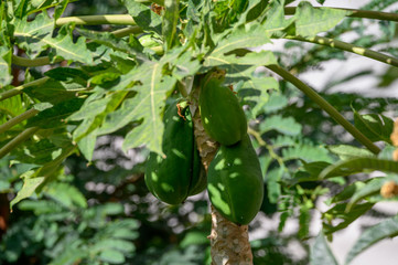 Eco farming on Tenerife island, lantation with papaya trees full with many big green papaya fruits