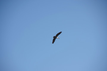 A single brown pelican flying high in the bright blue sky