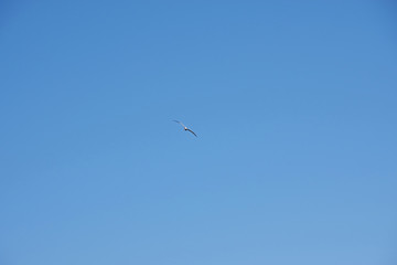 Low angle view of a single brown pelican flying high in the bright blue sky