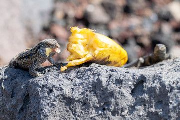 La Palma wall lizards (gallotia galloti palmae) with a mouthful of discarded banana on volcanic rock. The male lizard has light blue coloring under neck. La Palma Island, Canaries, Spain