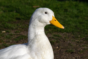 Portrait of white pekin duck