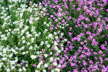 Abstract natural background of small white and lilac flowers in flower bed.
