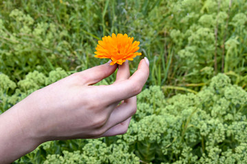 Naklejka na ściany i meble One orange calendula flower in female hand on blurred background of green vegetation.