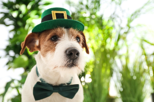 Jack Russell terrier with leprechaun hat and bow tie outdoors, space for text. St. Patrick's Day