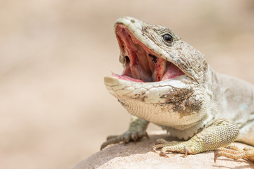 Adult male Sierra Nevada Ocellated Lizard (Timon nevadensis)