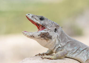 Adult male Sierra Nevada Ocellated Lizard (Timon nevadensis)
