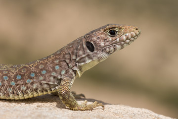 young sierra nevada lizard (Timon nevadensis) on a rock