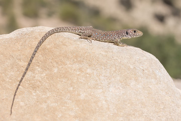 young sierra nevada lizard (Timon nevadensis) on a rock