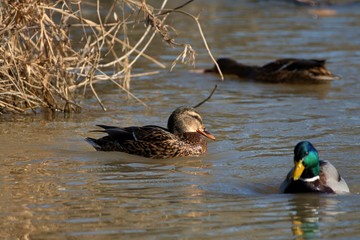 Wild ducks in mating season in danube lake, Slovakia, Europe