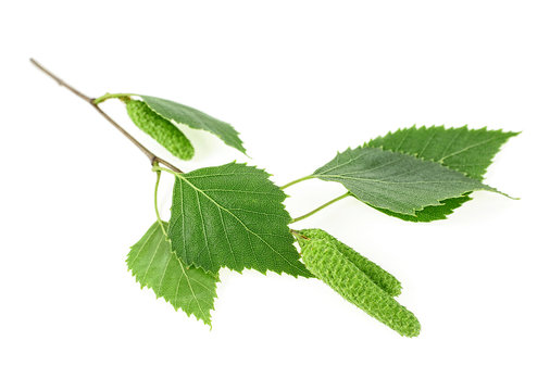 Young branch of birch with buds and leaves, isolated on a white background.