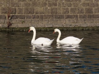 Couple white swans