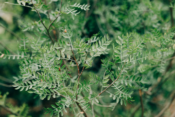 young green spruce branches with small cones, natural background