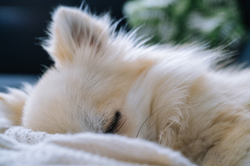 Close-up macro shot of sleeping dogs eye and ear. Small cute sleepy purebred chihuahua dog is sleeping on bed in living room. Tried Cute puppy sleep rest on sofa. Relaxing in dog bed. selective focus