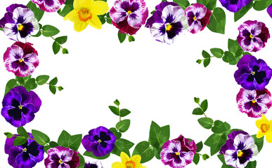Fototapeta na wymiar Pansy flowers isolated on white background,watercolor illustration