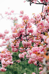 beautiful pink cherry blossoms on tree branches during flowering in the Botanical garden