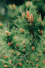 beautiful background with green pine needles and young cones on a tree branch in a pine forest