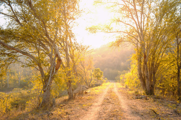 Tranquil country road at sunrise.