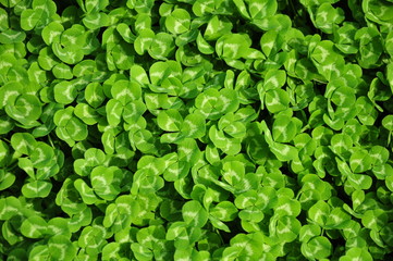 background of green leaves