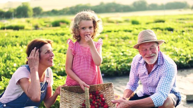 Senior grandparents and granddaughter picking strawberries on the farm.