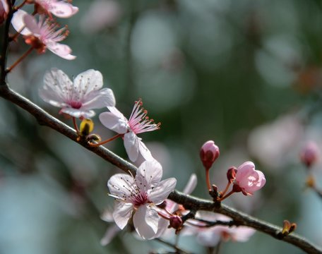 spring cherry blossom © Zeynel