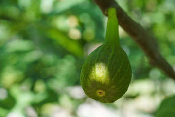 The fruit of a common fig tree