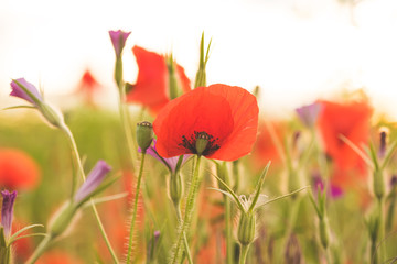 Fototapeta premium Colorful flowering herb meadow with red poppies and other blooming wildflowers. Bee pasture for honey production in sunlight. Photo suitable as wall decoration in the wellness area