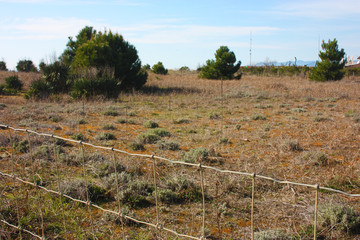 wild dunes covered with low and stringy arid vegetation beyond the network of the fenced park to...