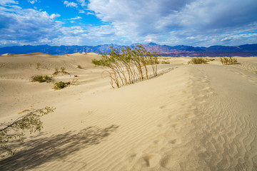 mesquite flat sand dunes in death valley, california, usa