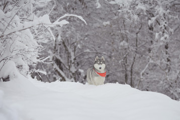 Siberian husky on snow