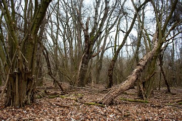 Danube forest in winter without snow, Slovakia, Europe